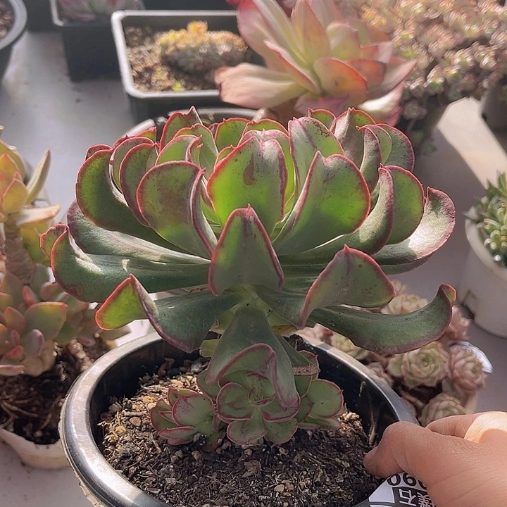 牛肉卷0990多肉植物