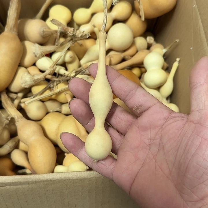 蚂蚁杆子喜欢下单