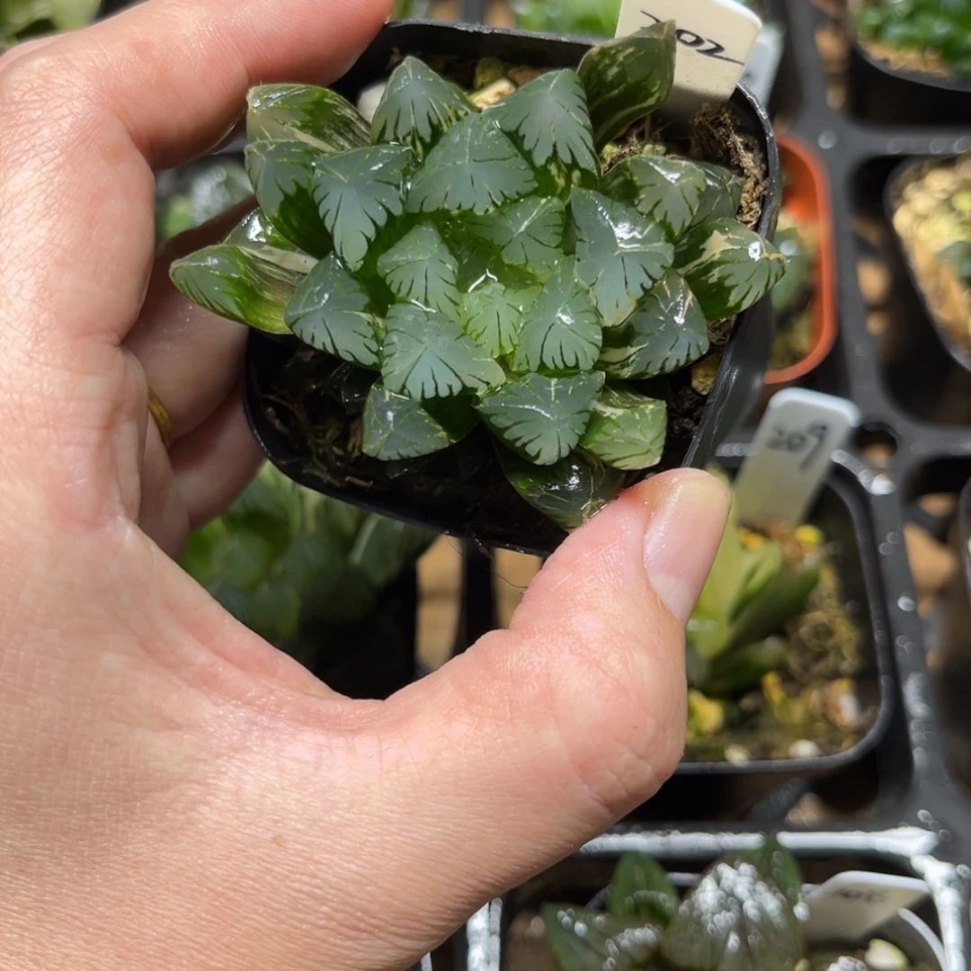 202残雪玉露锦一物一拍