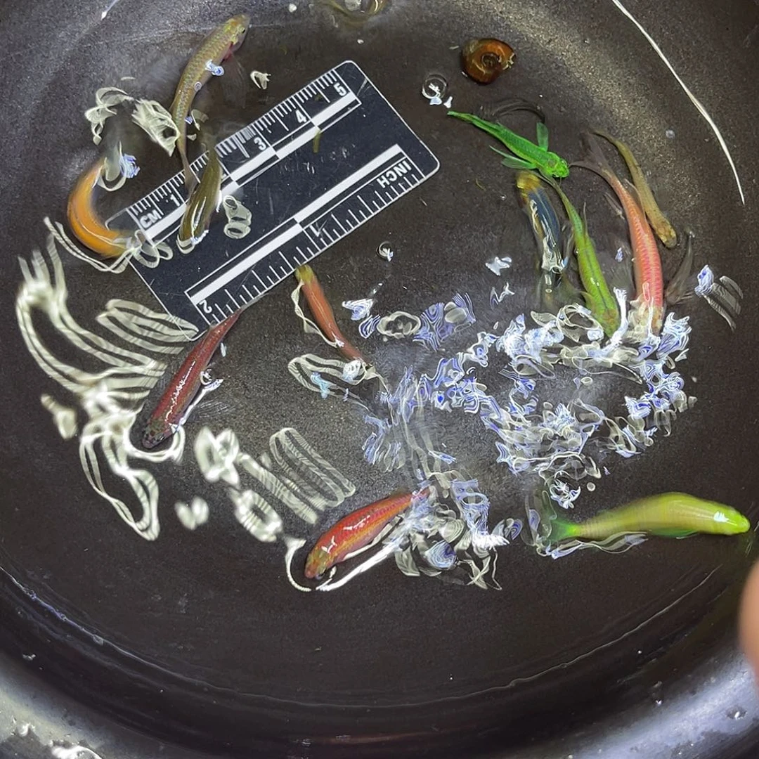 海水鱼8号哈哈哈哈哈哈