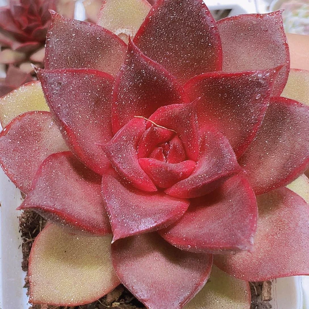 红玫瑰19包邮多肉