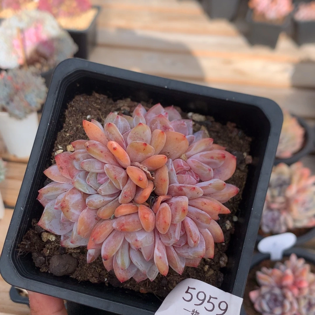 9.5厘米七头有砍溏心雪天使朵朵 5959