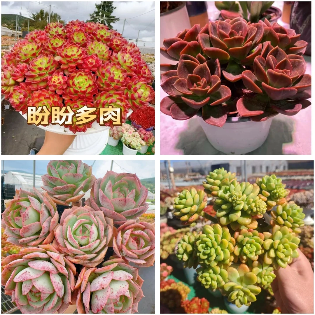 X爱马斯玫瑰+罗马盆 组合 新手好养 喜阳 耐旱