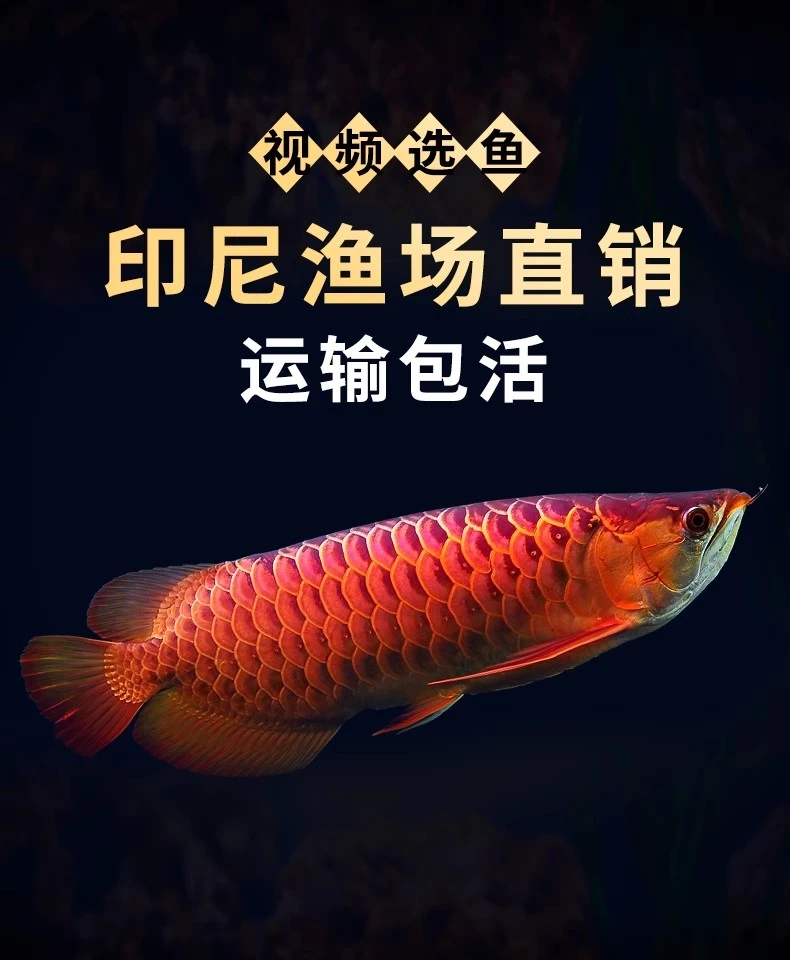 红龙鱼印尼红龙鱼印尼大湖红龙鱼热带鱼小红龙超血红龙辣椒红龙鱼