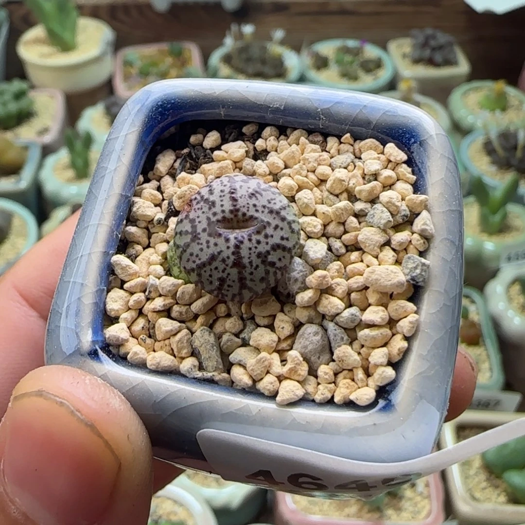 4640/一物一拍 带盆