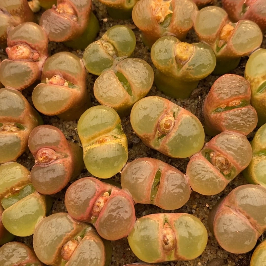 透窗风铃一颗一颗