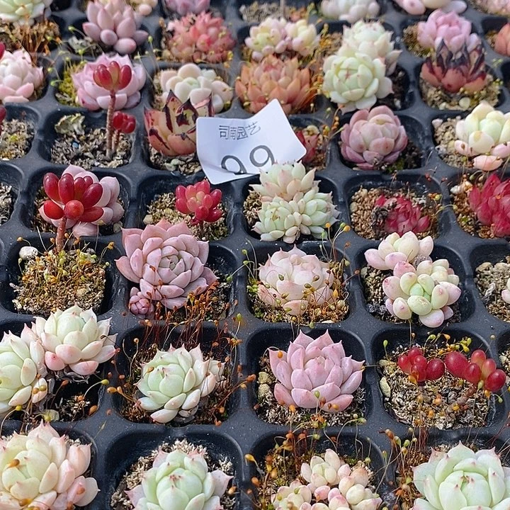 99 多肉植物盆栽花卉植物