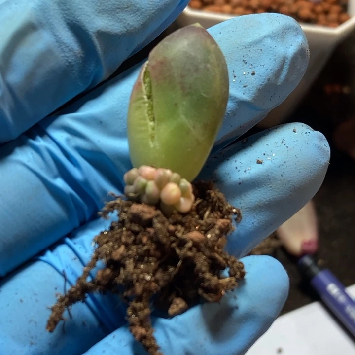 沙**风千代田之松锦多肉