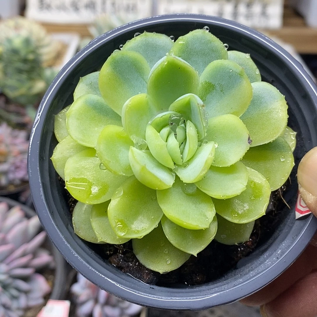 1068 贝瑞花脸锦