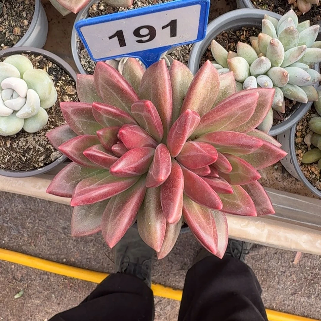 多肉植物迷雾泡泡191