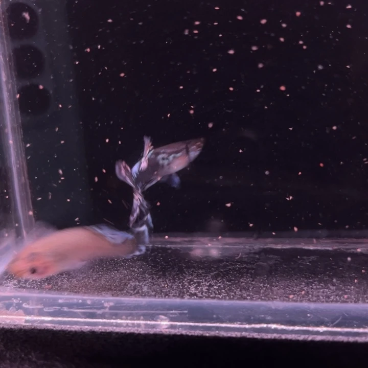 孔雀鱼半月尾豹纹1对