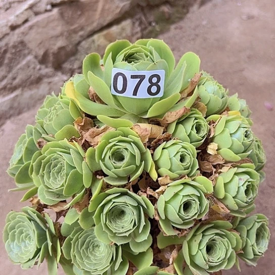*****多肉植物一个法师
