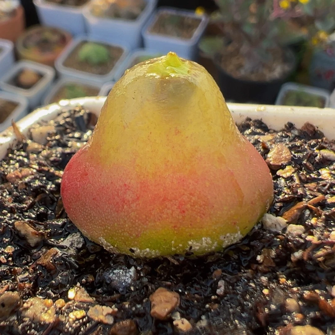 130多肉植物百科植物