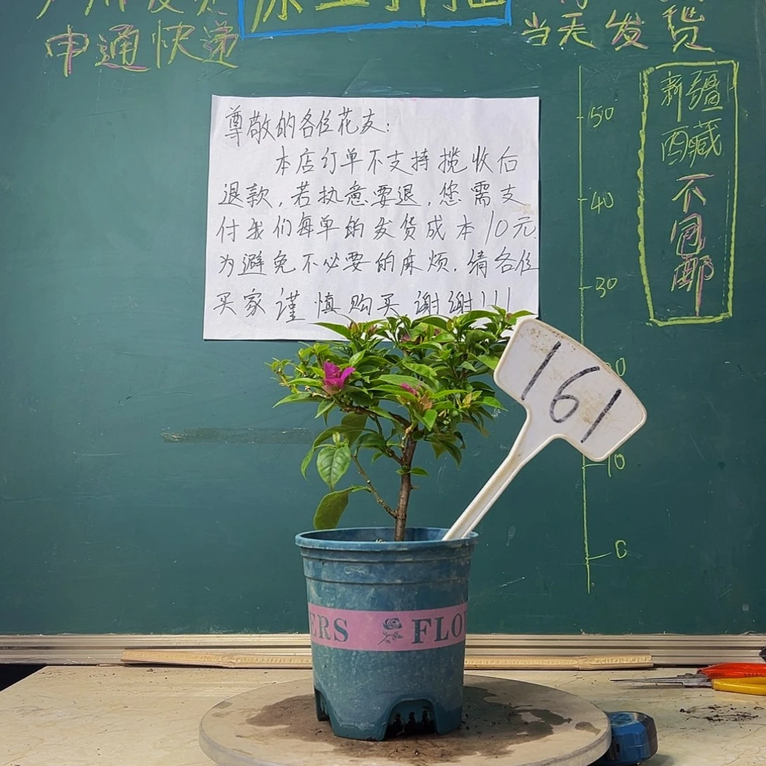 当前无花栽培后可以开花紫狐狸 161