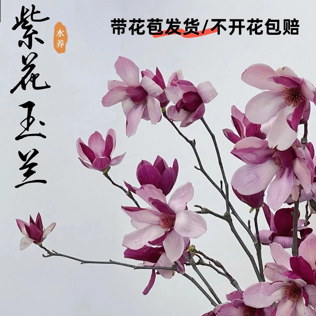 国风【水培玉兰花】鲜切枝条带花苞发货遇水开花客厅花卉水养绿植