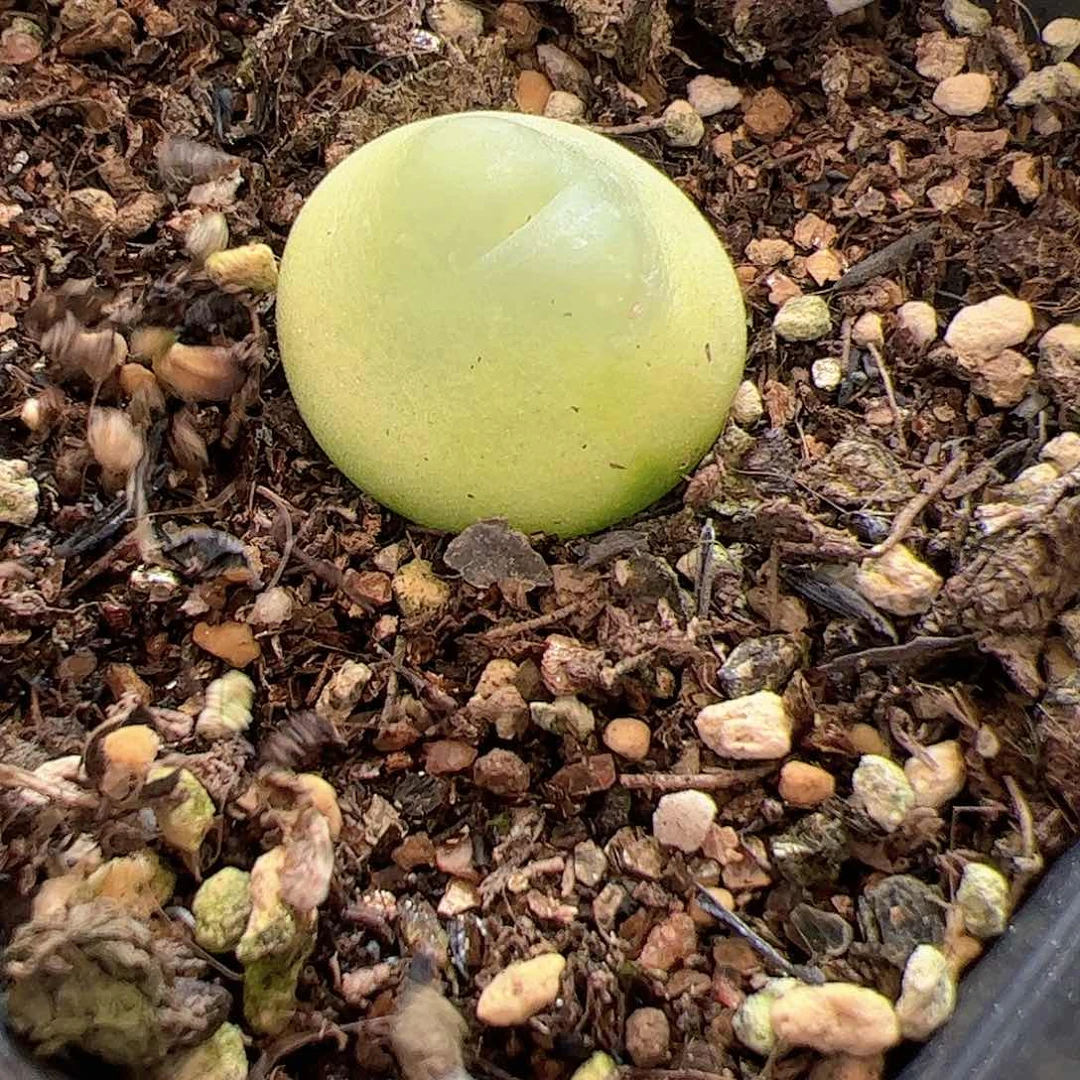 【闪购商品】68 拉登