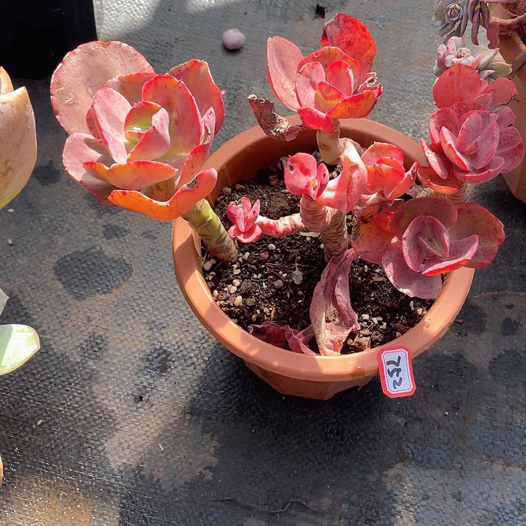 752秀妍一物一拍多肉