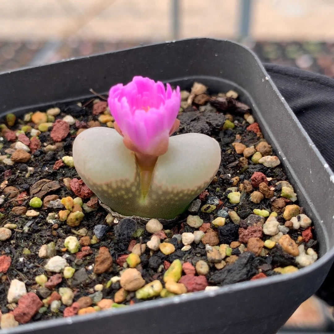 d092风铃母本一颗