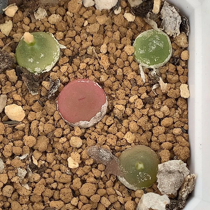 精品多肉植物精品哈默灯泡4颗