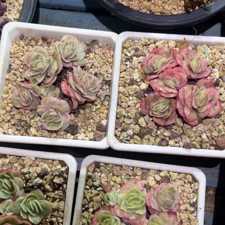 精品多肉植物老桩随机发两颗冰玫瑰锦
