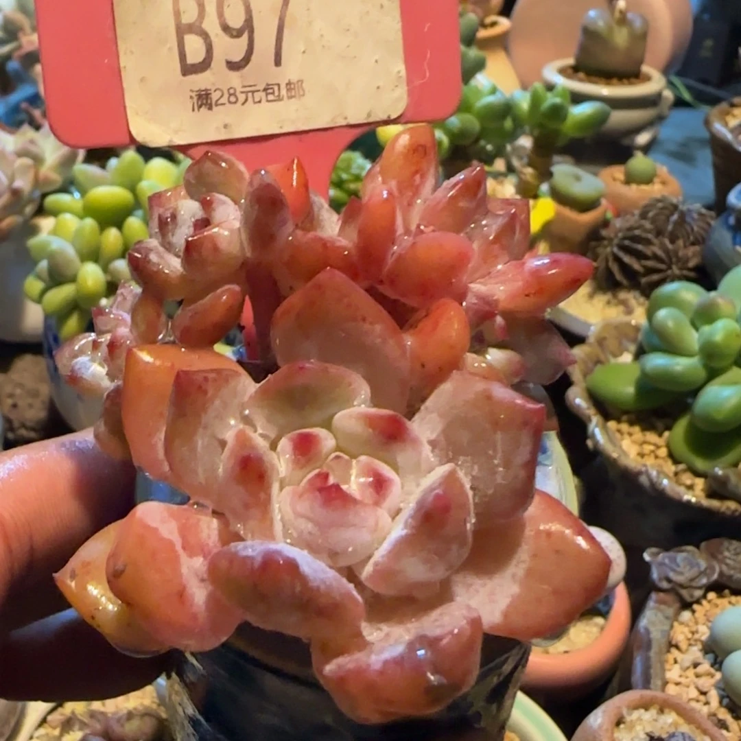 是***阿多肉植物性朵朵坠