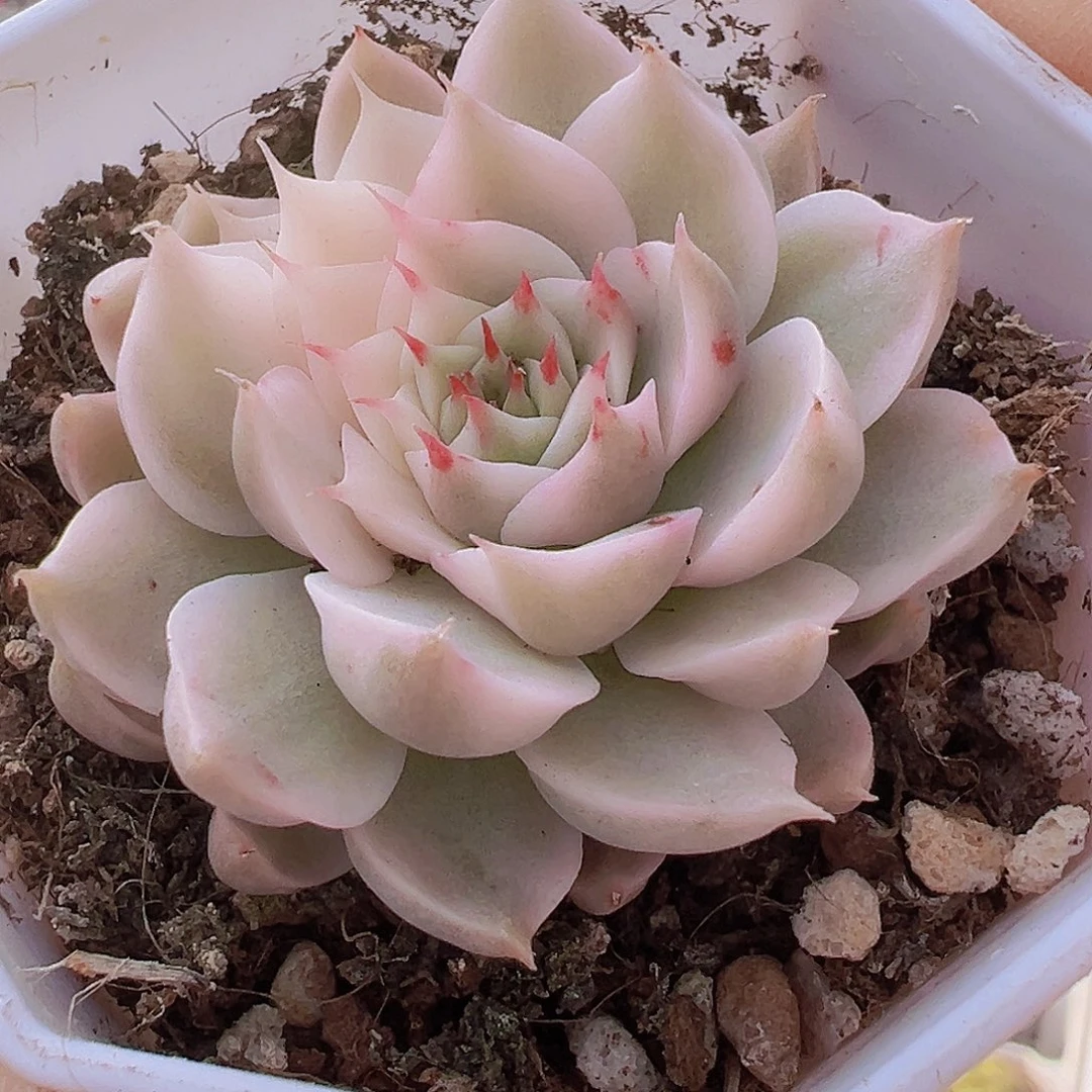 玛格丽特锦19包邮多肉