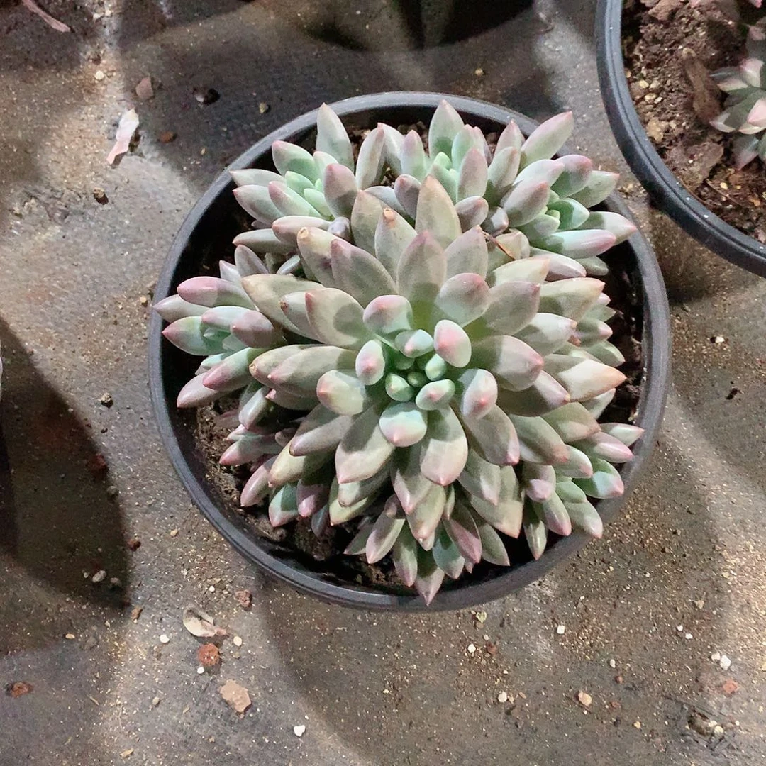 多肉植物多肉植物