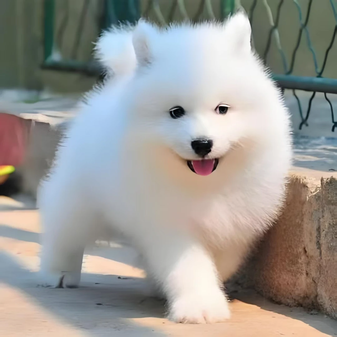 【汪桑萌宠】萨摩耶边牧