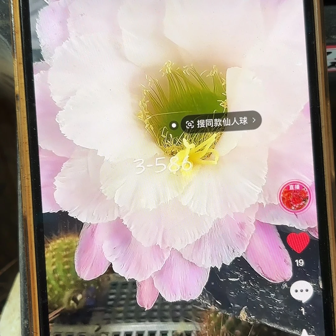 3-586毛侧牙20包邮12