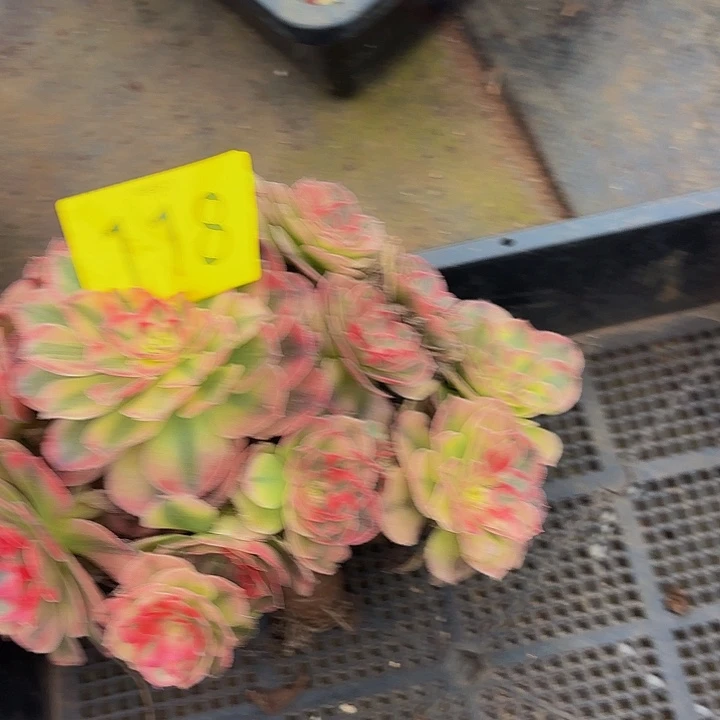 多肉植物福利118个