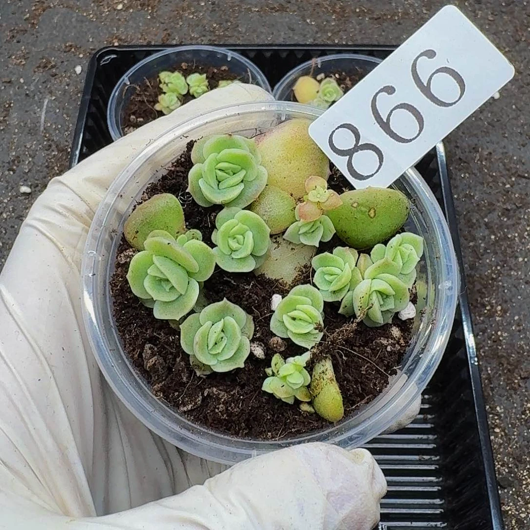 多肉植物多肉植物866