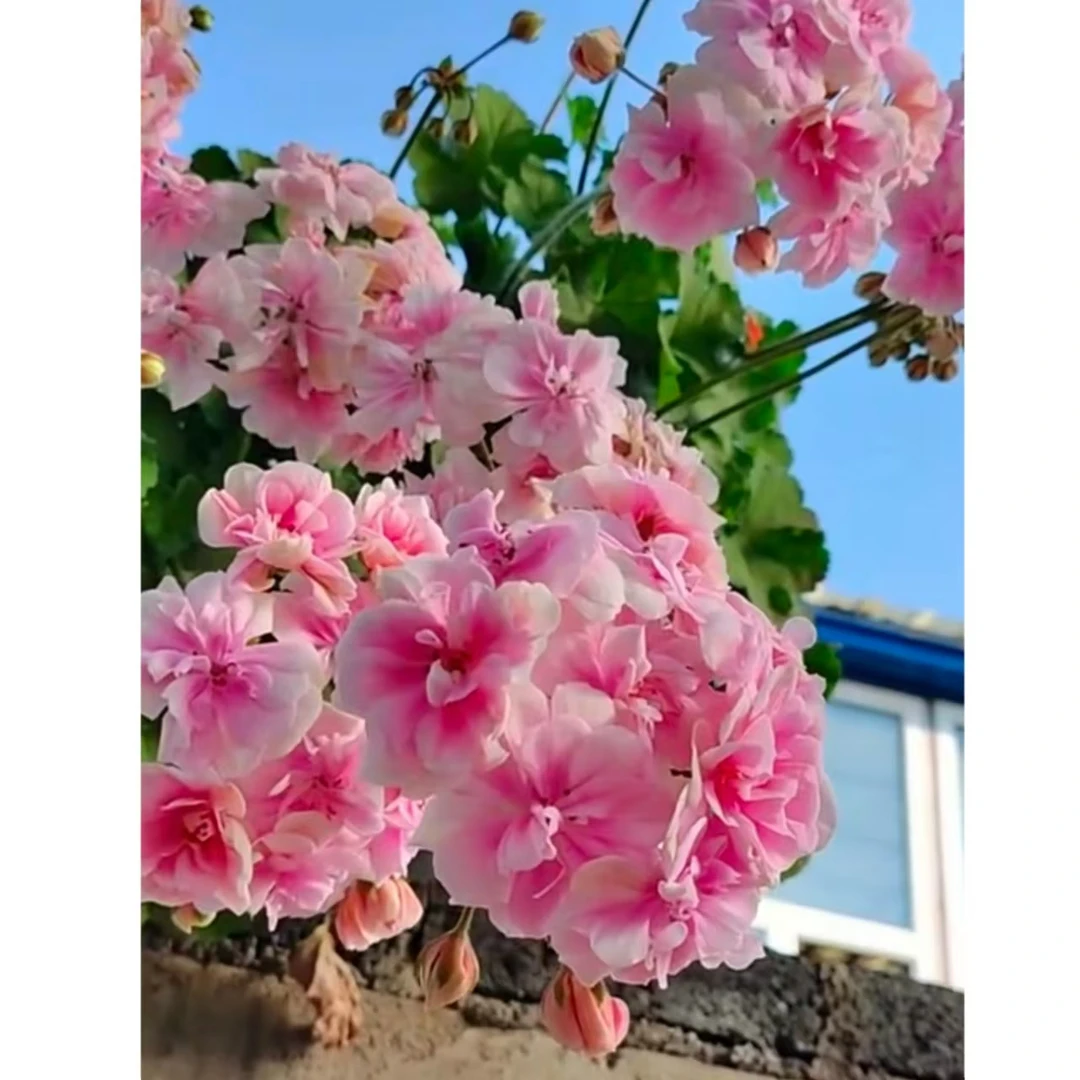 【粉色婚纱】天竺葵半兽 勤花好养