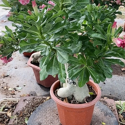 【闪购商品】无花朵潺**流
