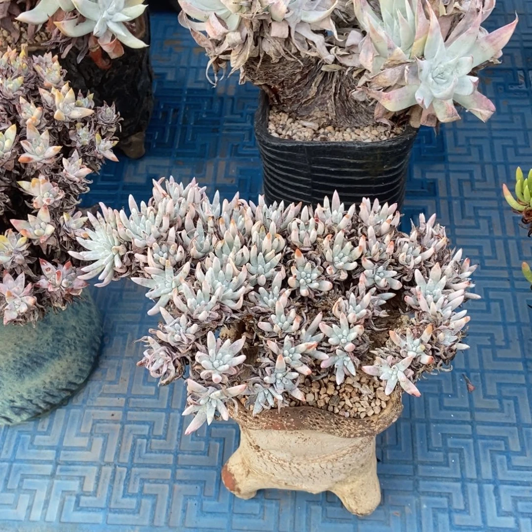 白鹭多肉植物啦啦啦