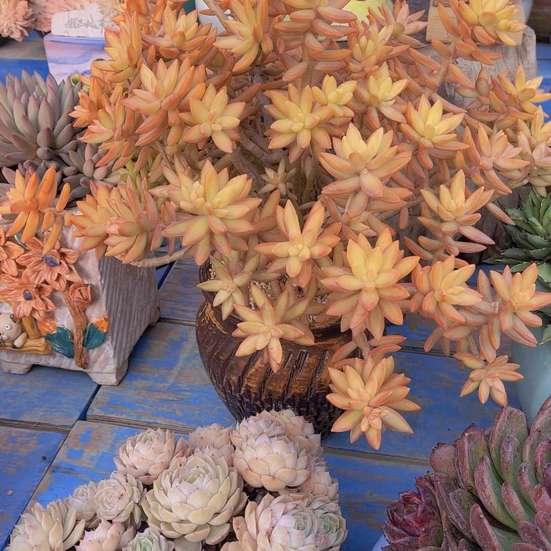 白*多肉植物保护