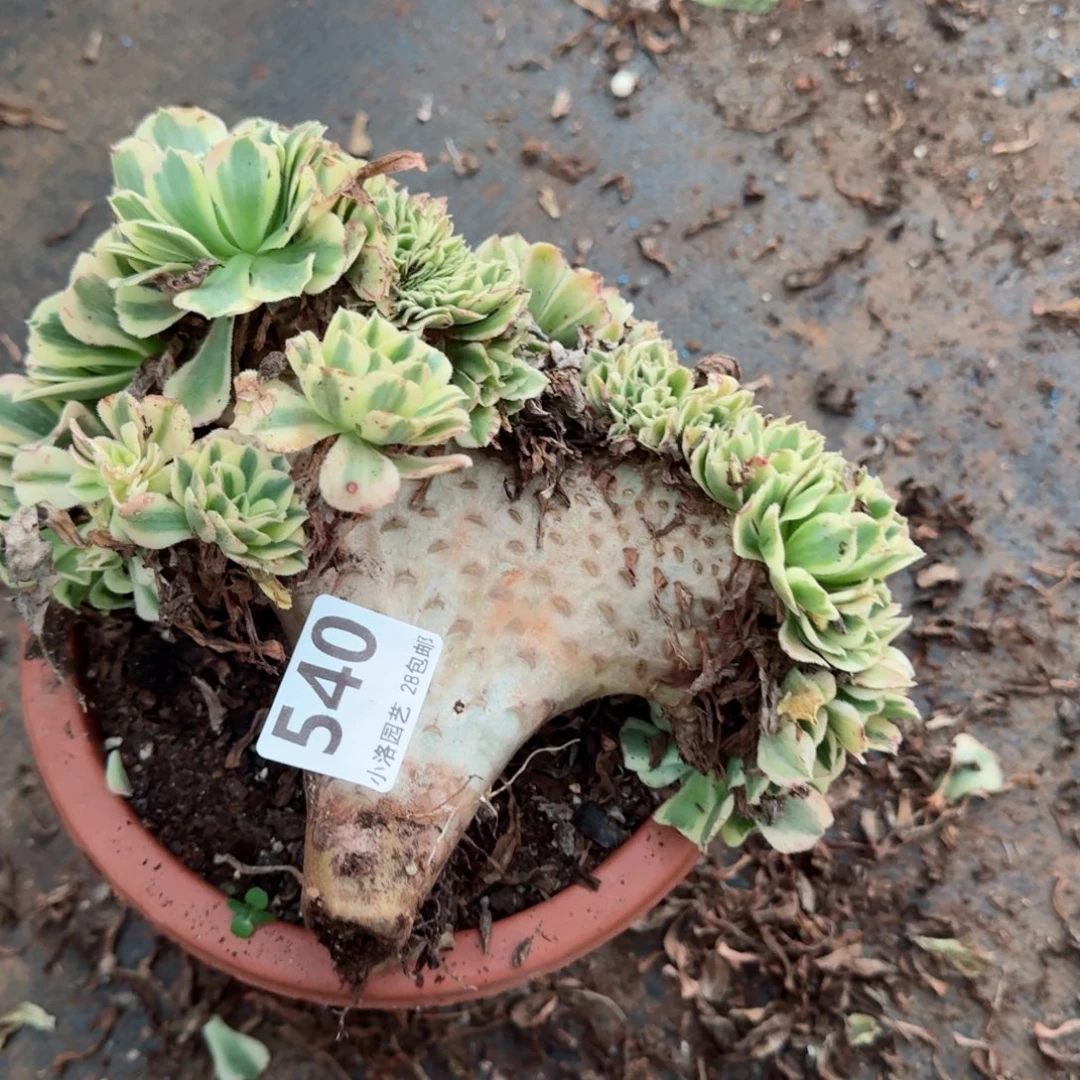 540迈巴赫缀化多肉植物满28包邮