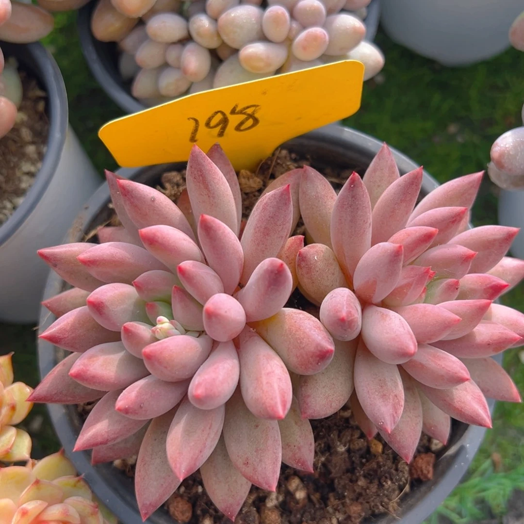 A****y香玉的故事是一个人的故事