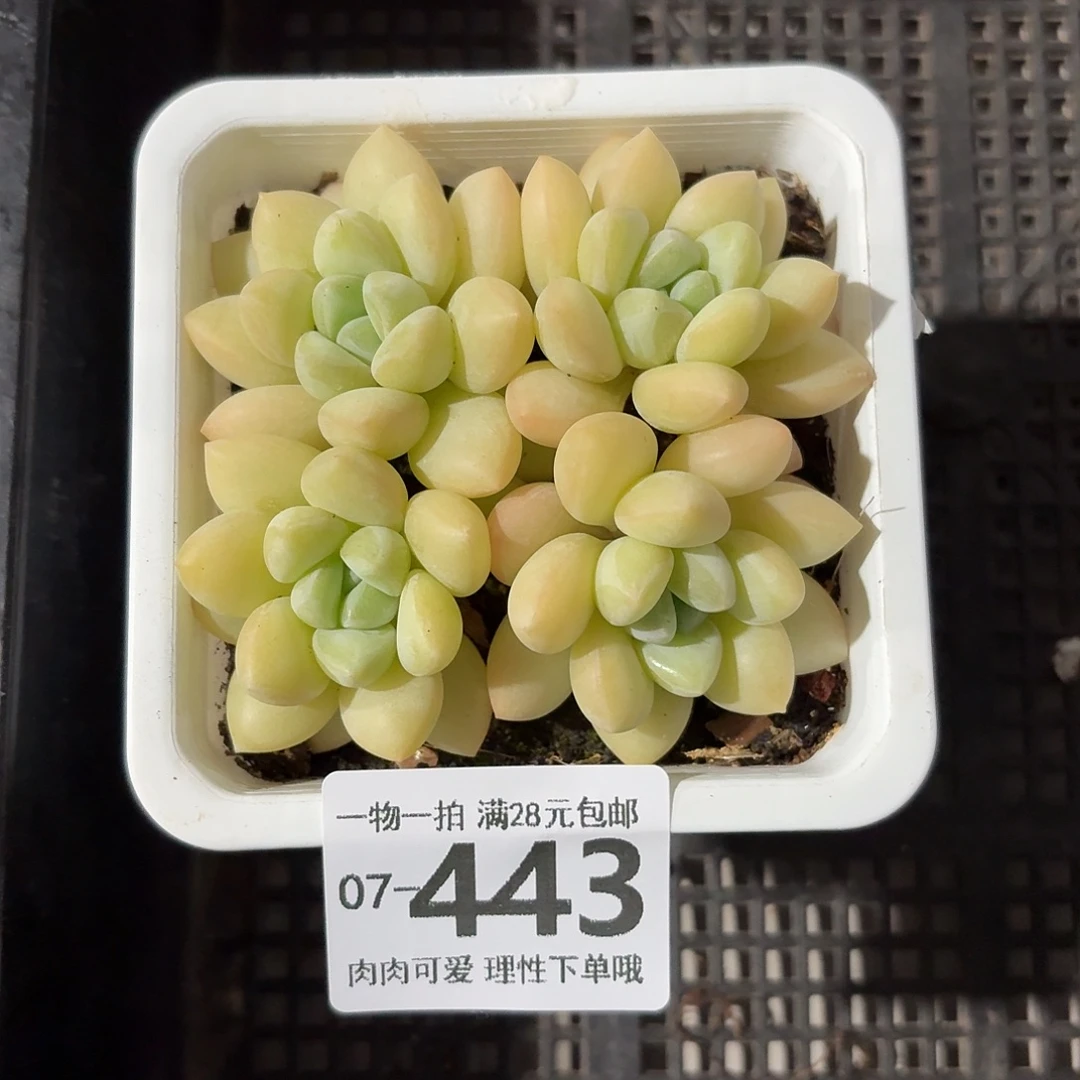 泡泡糖多肉无盆土发货无盆土发货无