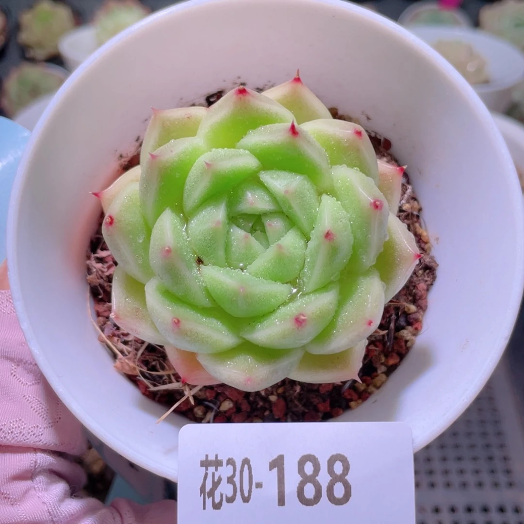 花利美30-188麦秆