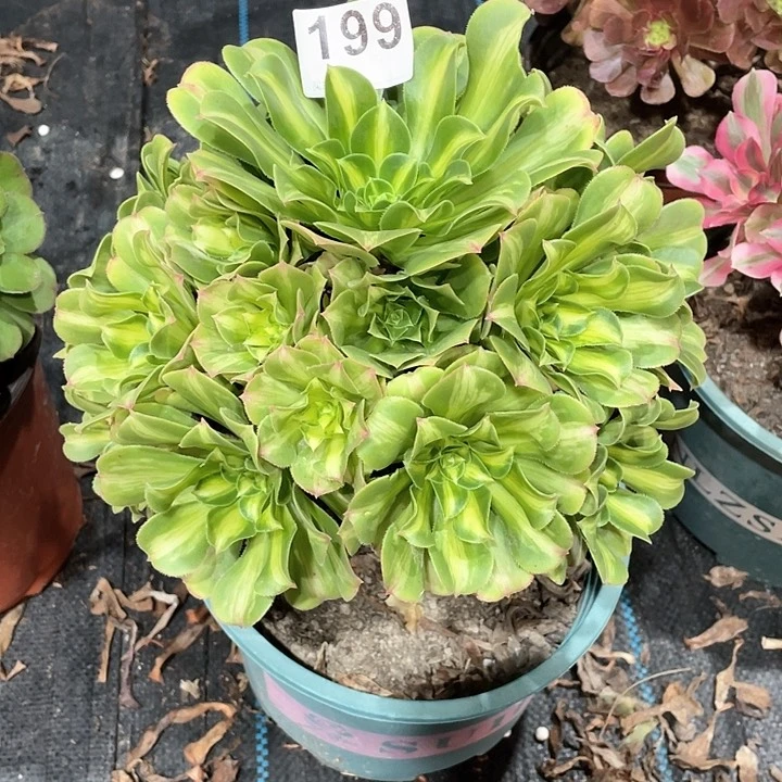 翡翠琉璃199   冠幅23