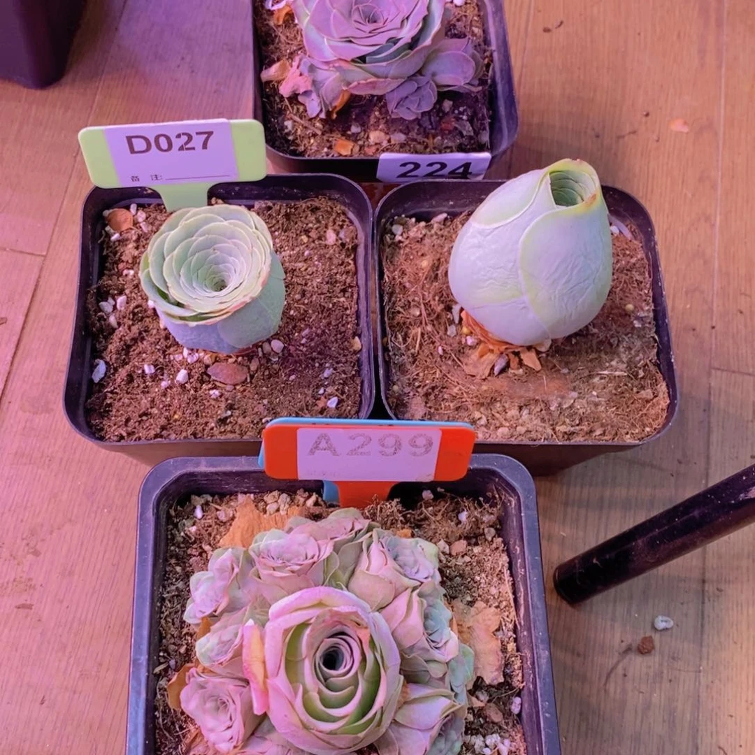 呵***呵山地玫瑰100会员福利229