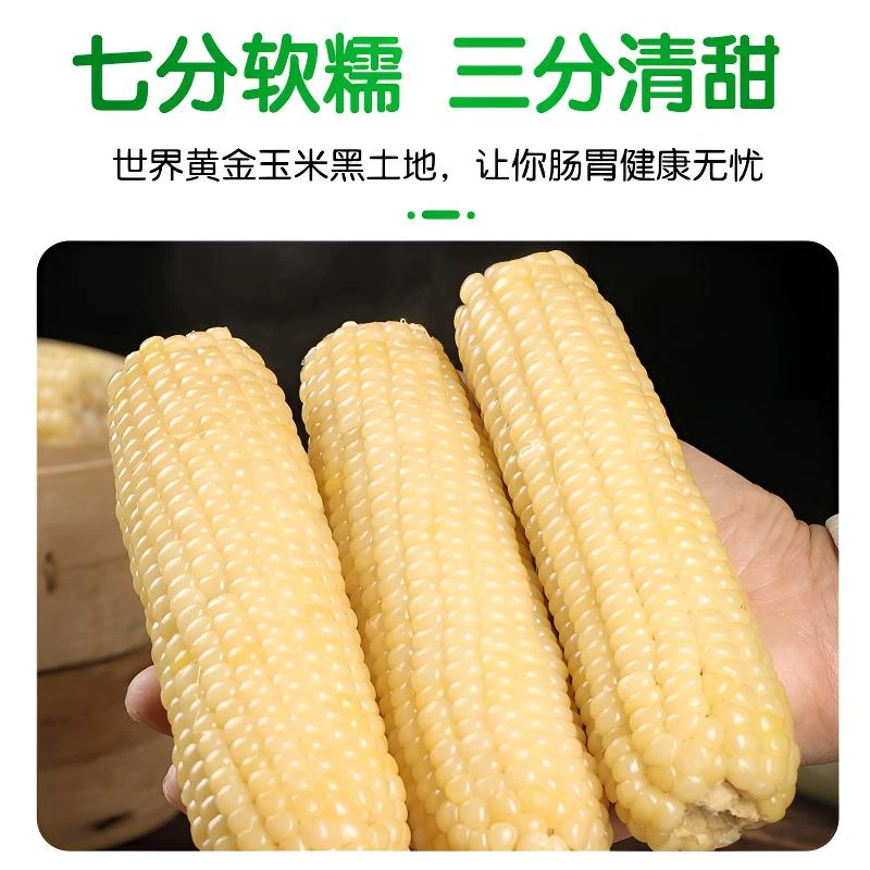 《新人福利》白糯玉米棒香甜东北黏苞米拉丝直播8根试吃2根到手10根