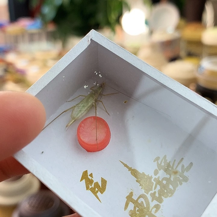 两只柬埔寨竹蛉啊啊啊啊啊