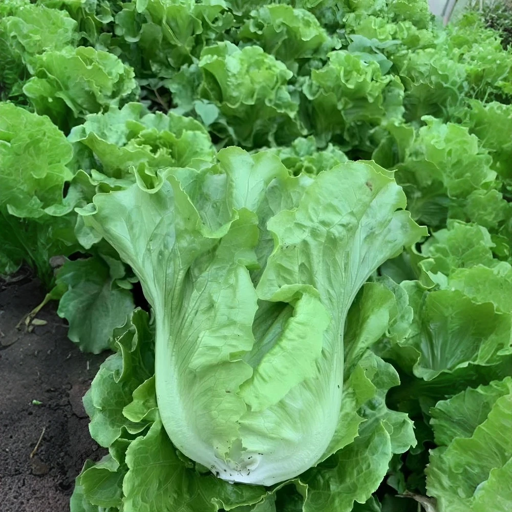 生菜籽种子四季播种奶油生菜四季青菜速生生菜阳台庭院蔬菜种子