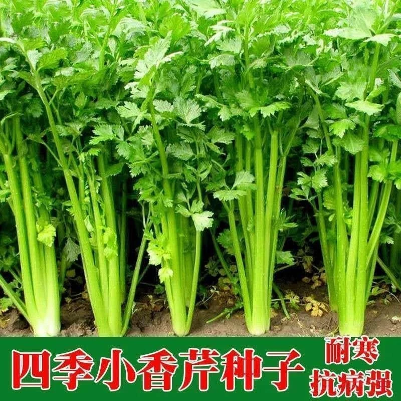 四季小香芹籽种子芹菜种子香味浓郁实心芹菜籽四季播农家蔬菜种子