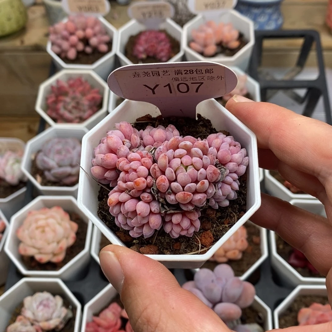 0107 娜娅小精灵 6cm