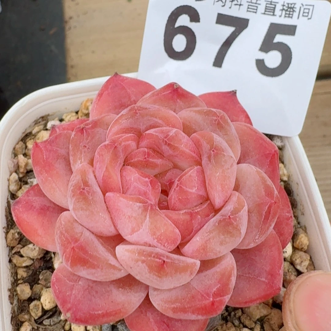 冰魄 多肉植物