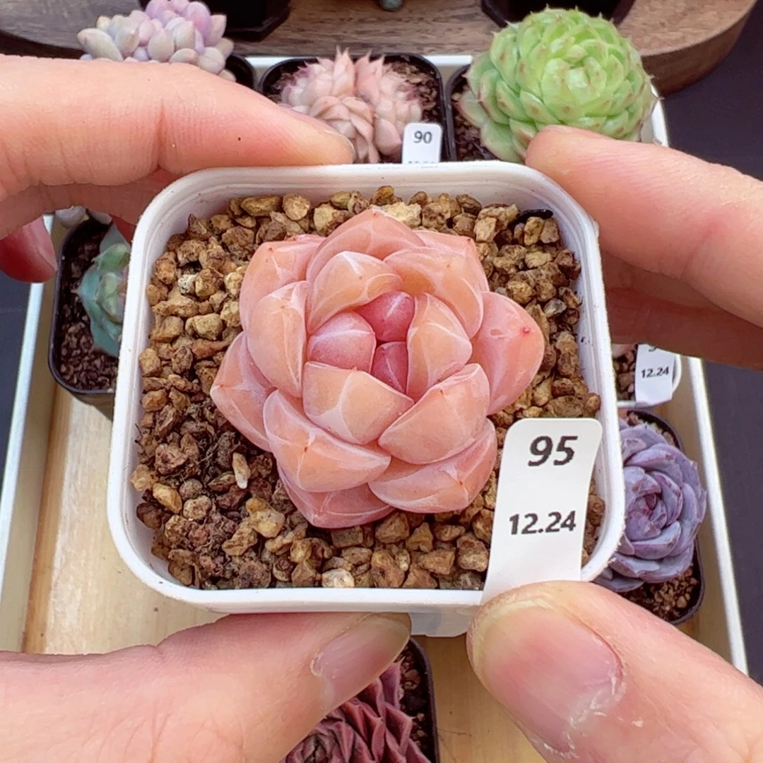 好好看95、哈哈哈哈