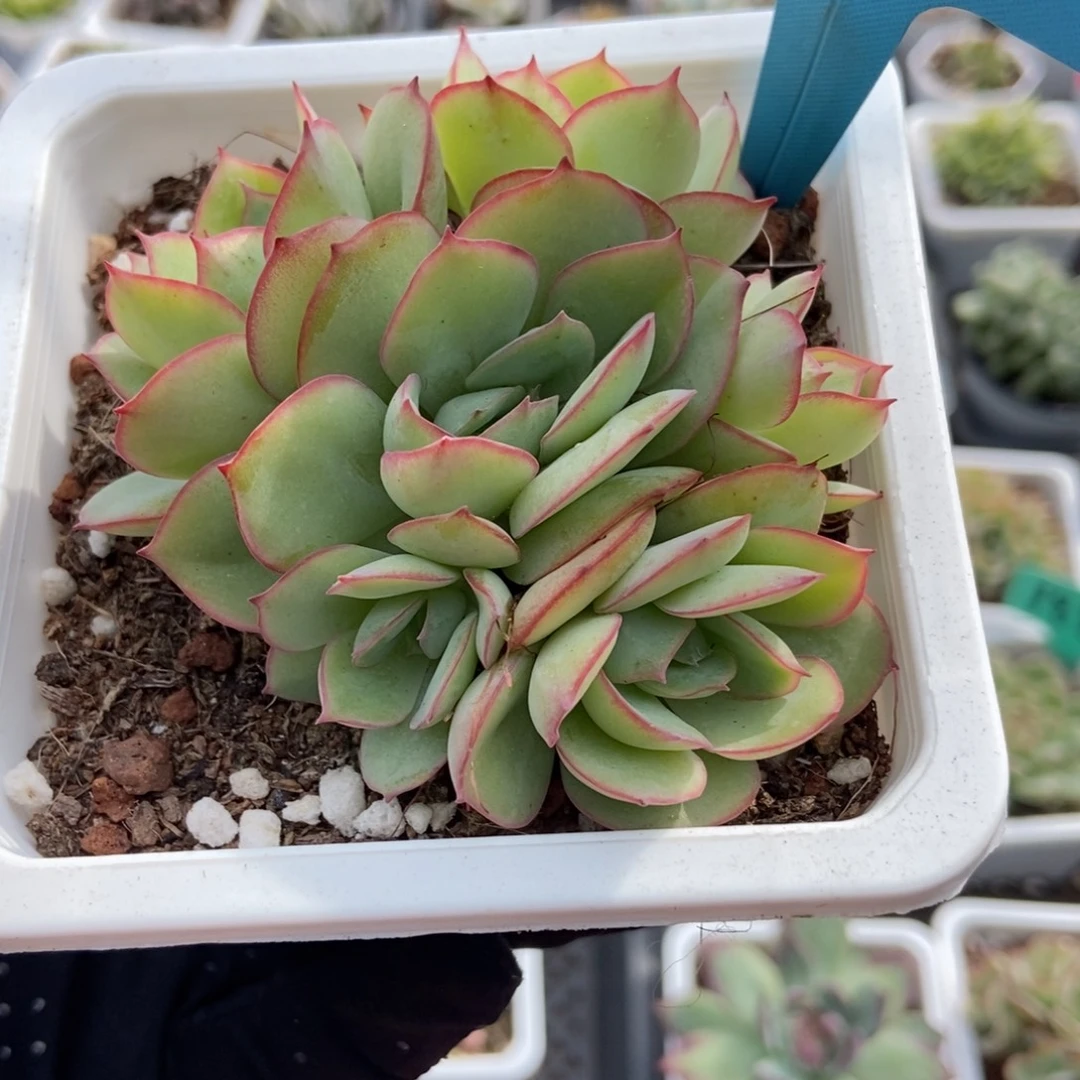 112牡丹亭多肉植物多肉