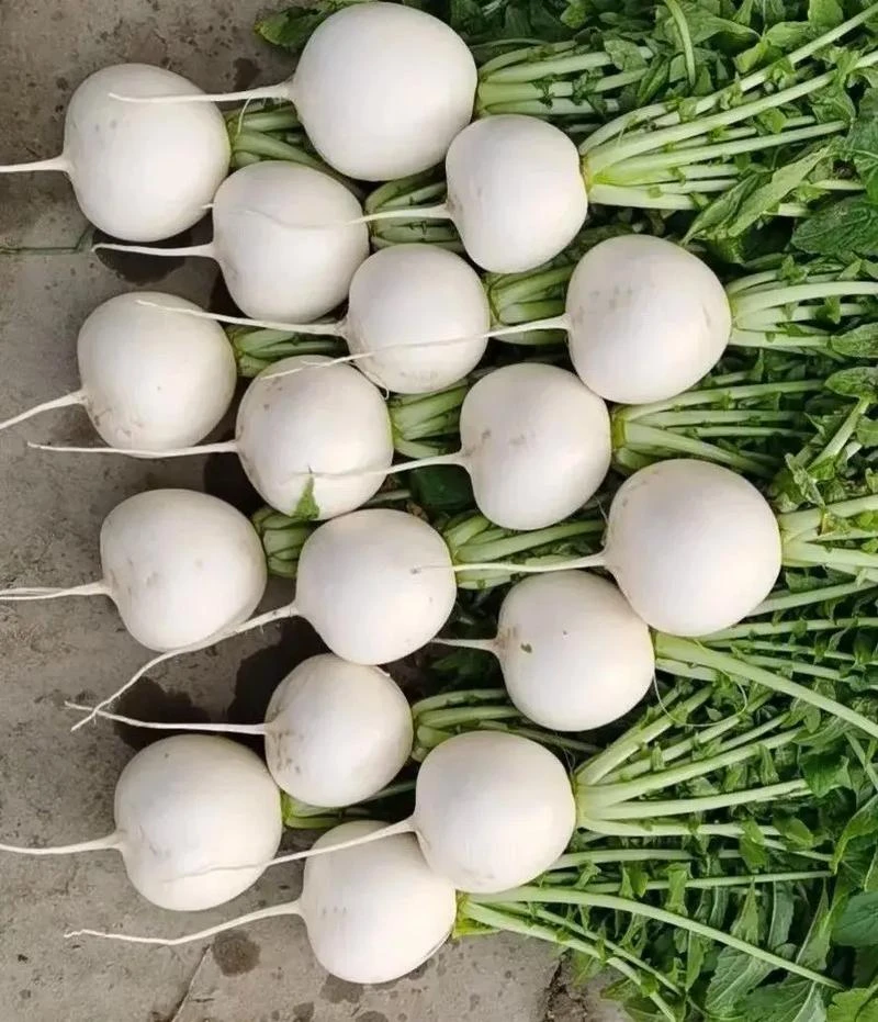 四川蔬菜新鲜圆白萝卜春不老现拔农家菜自种青菜泡菜水果萝卜